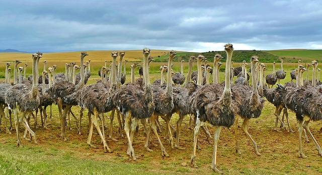 kudde struisvogels