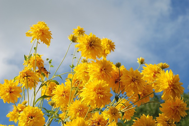 bruiloft bloemen eigen tuin