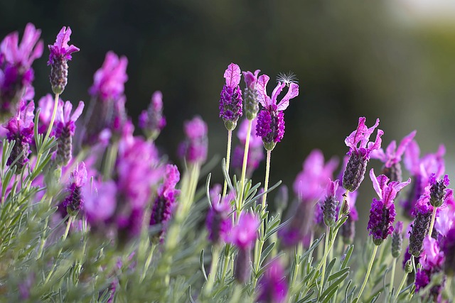lavendel parfum