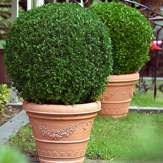 Planten aanbieiding